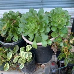 Planta