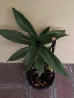Callisia Fragrans family doctor plant