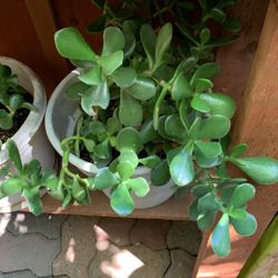 Succulent Plant ( Siempre Viva ) 