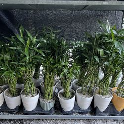 Lucky Bamboo In Ceramic Pot. SPECIAL PRICE 🤩