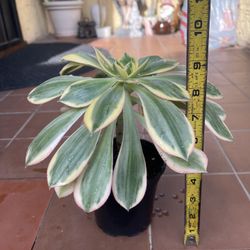 Red Crown of Thorns Succulent Plant