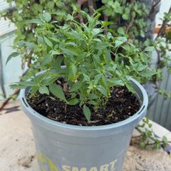 Chiltepin Piquín Hot Chili Pepper Mexican Cuisine Live Plant - 3 Gallon Pot