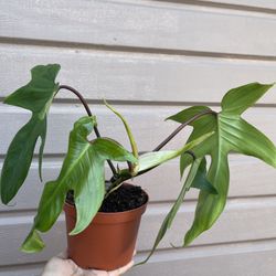 6” philodendron florida green