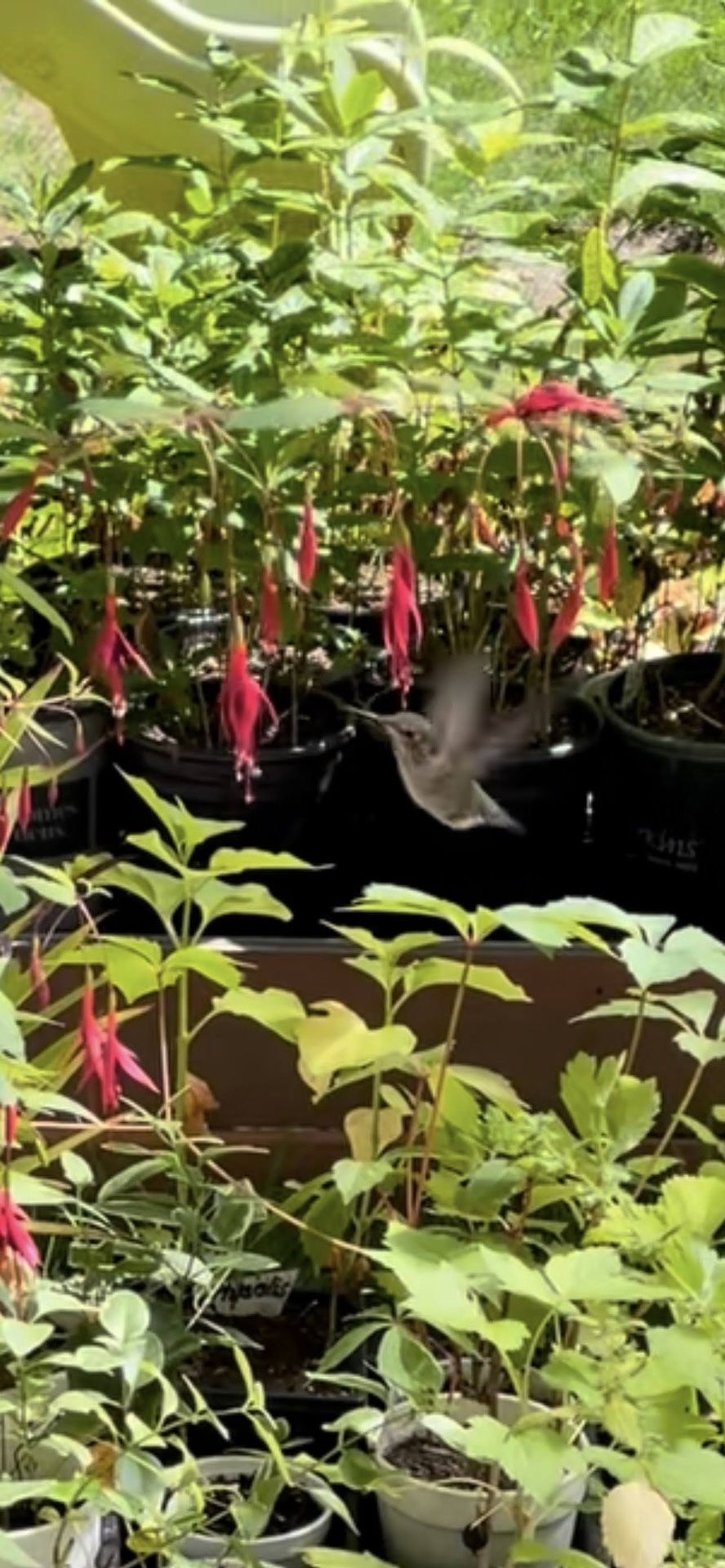 Young Hardy Upright Shrub Fuchsia Magellanica Attracts Hummingbirds.