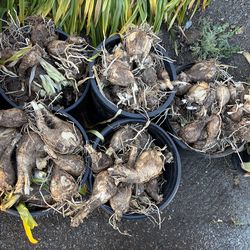 Naked Lady bulbs