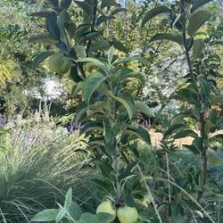 Fruit Trees