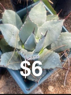 Agave for Sale