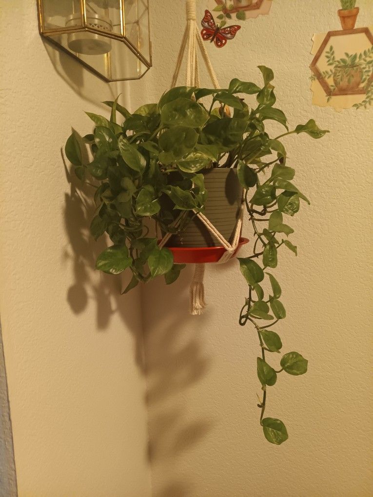Hanging House Plant