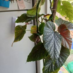 Nice And Healthy Interior Plant.