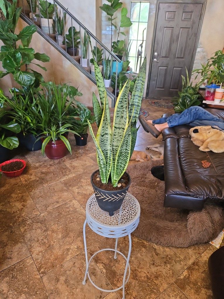 2.5ft Tall Sansevieria Snake Plant In Ceramic Pot With Polished Stones