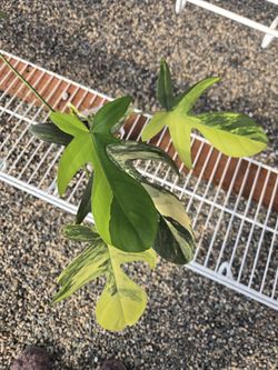 🌿 Philodendron Xanadu – Full, Healthy & Established