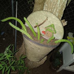 Hanging Succulent plant 