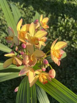 GROUND ORCHIDS Melo Yellow ( 3 Gallon Pot) Eye Catching 