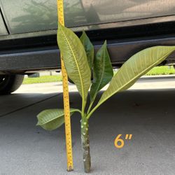 Small Plumeria Cuttings