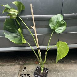 Monstera Deliciosa Plant 