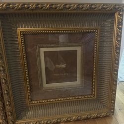 Framed Dragon Fly Pictures