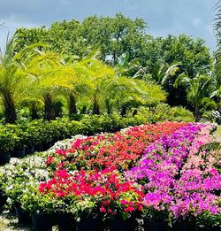 Bougainvillea Flower