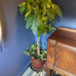 Money Tree Plant And pot 