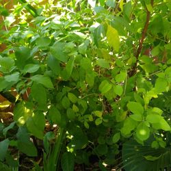 Potato Bush
