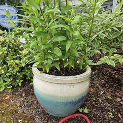 Garden Ceramic Pot Whis Plants H-12", D-14", Only Pot $30
