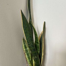 Beautiful Snake Plants