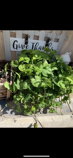 Plant