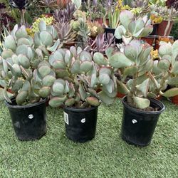 Silver Dollar Jade Tree Plants In 1 Gallon Pots 