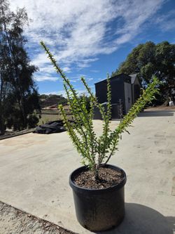 $185 Ocotillo 🌿 Low maintenance, slow growing