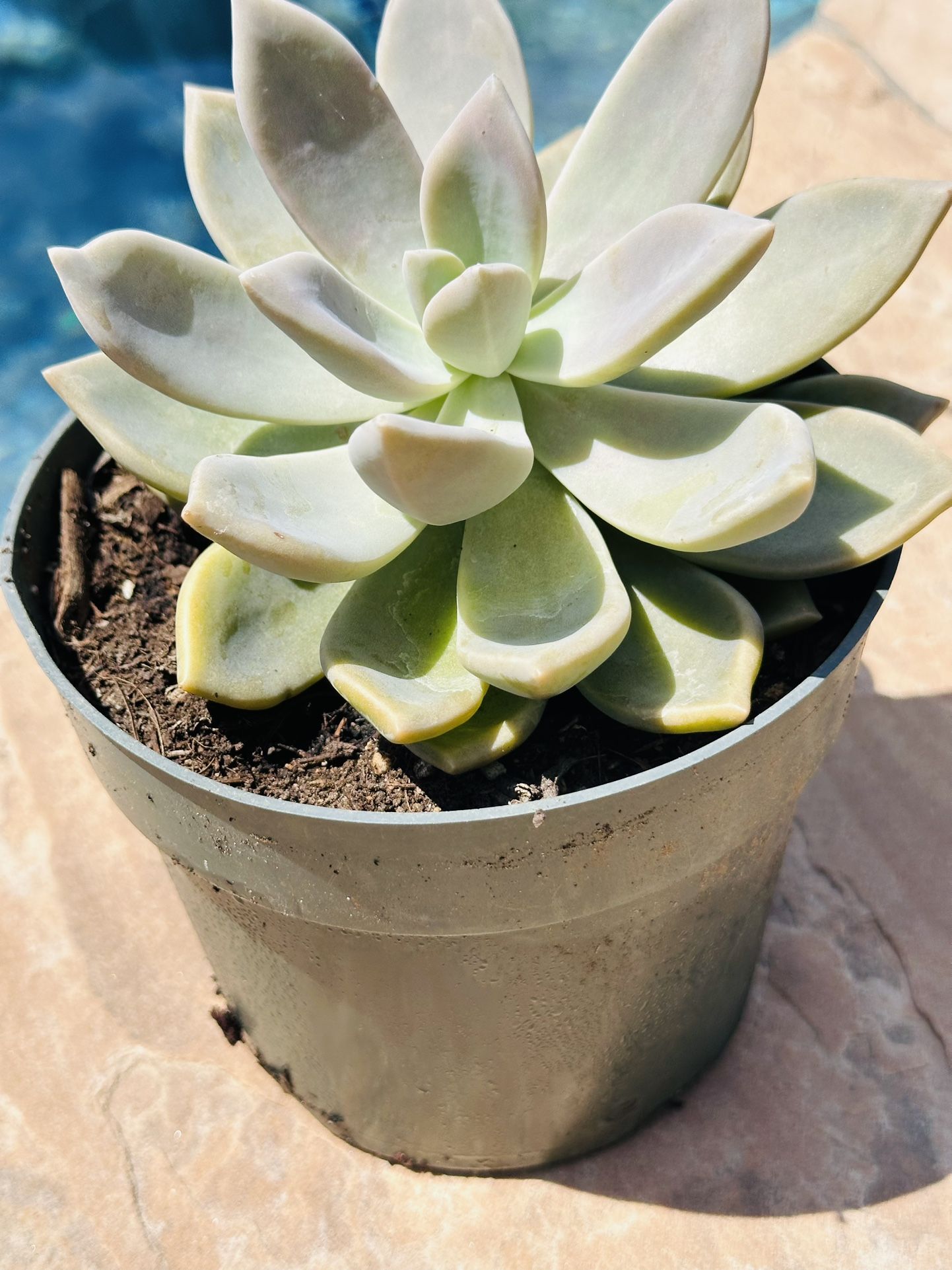 Beautiful Succulents