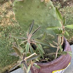 Mixed Pot Of Succulents $17, OBO