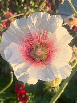 Flower Edition Of Our Plants for sale
