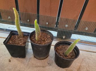 monkey tail cactus