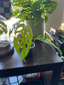 Monstera Adansonii
