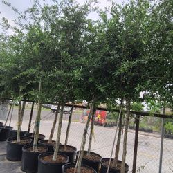 Live Oak Trees 30gallon 12ft Tall 