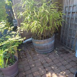 Bamboo In Barrel 