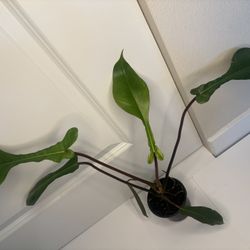 Philodendron Joeppi 