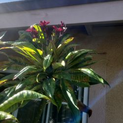 Plumerias Color Bulgary