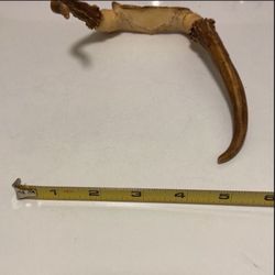 Small Deer Antler Rack