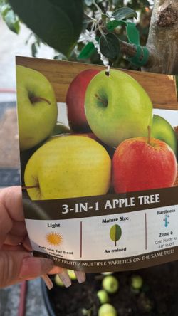 5 in 1 Apple 🍎 🍏🍎🍏🍎y tree