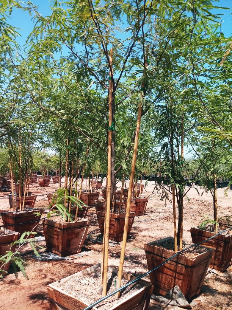 Arboles ala benta