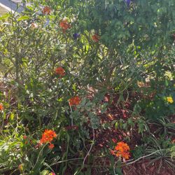 Four Dollars Per Plant