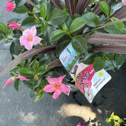 Beautiful Pink Rio Plant 