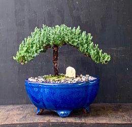 Bonsai Juniper