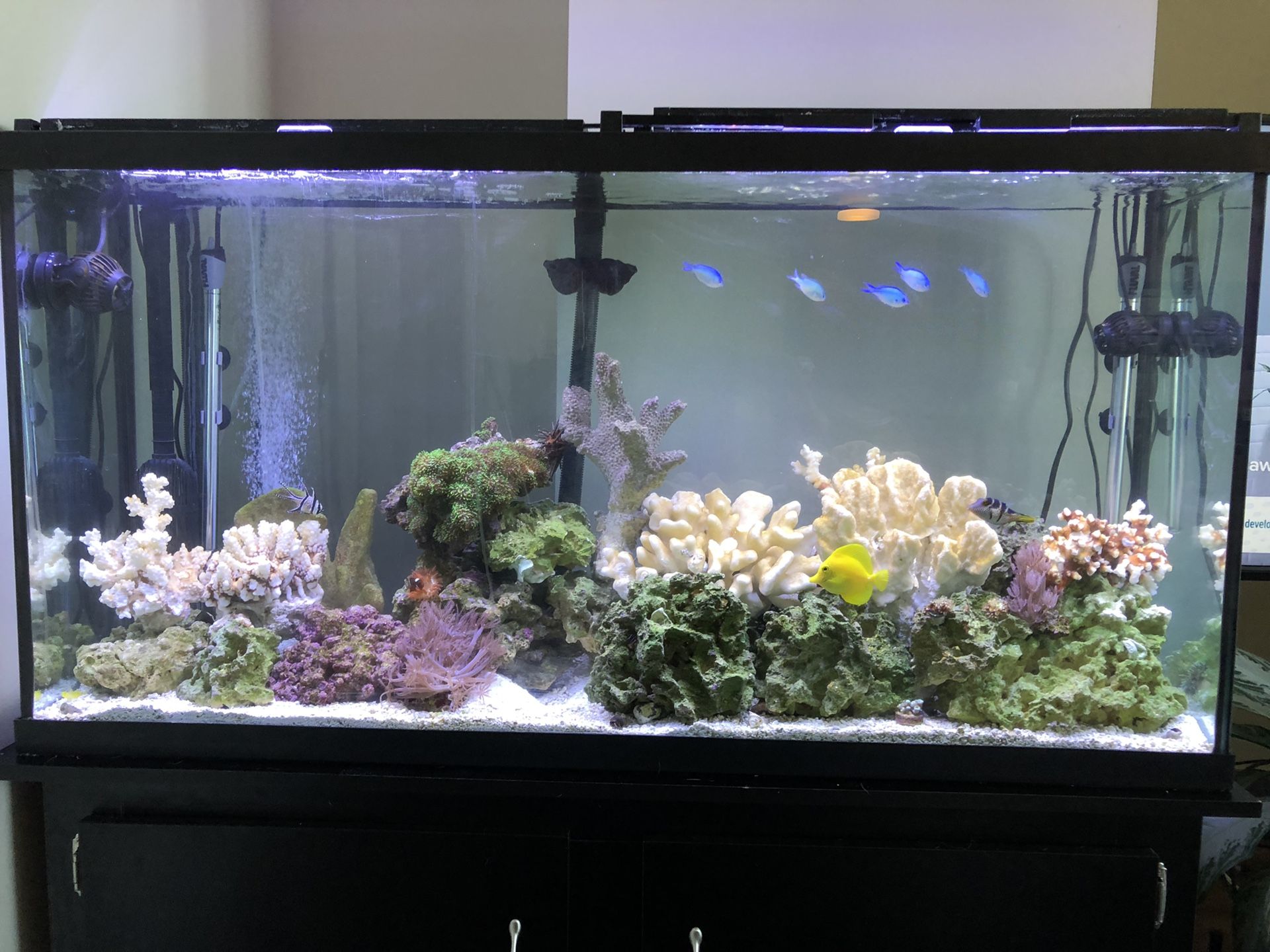 60! Gallon saltwater reef tank for Sale in Seattle, WA OfferUp