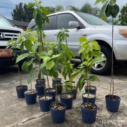 Cuban Avocado Plants//read Description Please