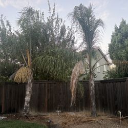 Palm Tree