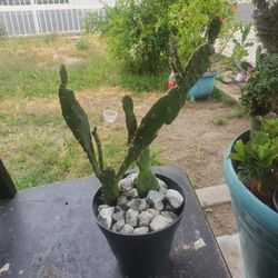 Decorative Small Cactus 🌵