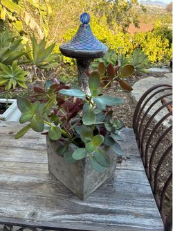 Plants