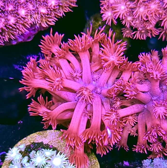 Hellfire Frags Princess Pink Goniopora