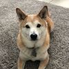 Sheila
